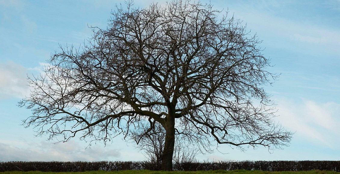Photo of الشجرة التي نزلت هدية من السماء