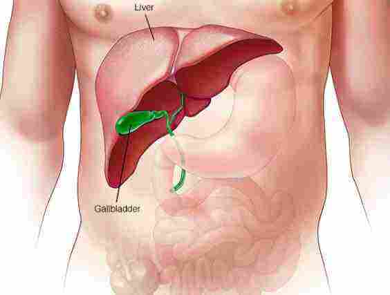 Photo of أين يقع الكبد في جسم الانسان