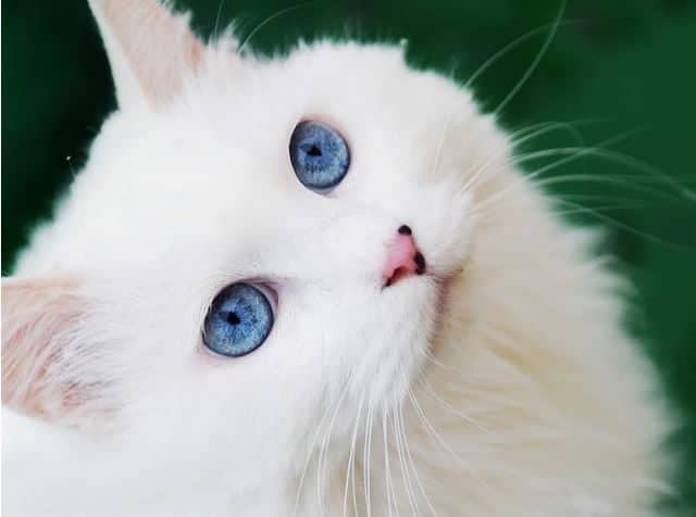 Photo of تفسير حلم قطة بيضاء تتكلم