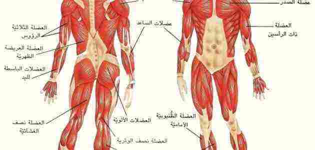 Photo of اقوى عضلة في جسم الانسان