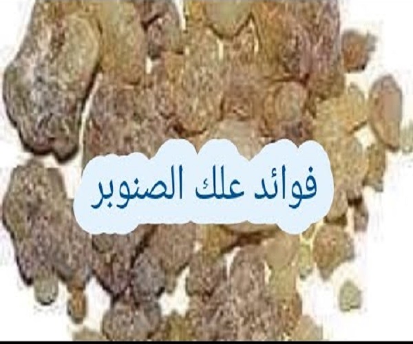 Photo of فوائد علك الصنوبر للجسم