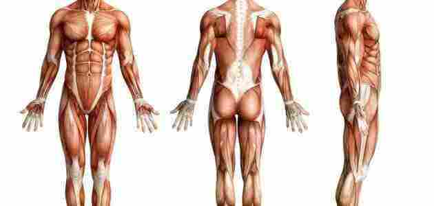 Photo of كم عضلة في جسم الإنسان؟