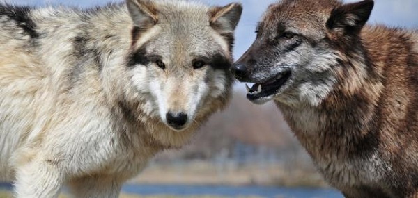 Photo of لماذا يخاف الذئب من الكلاب