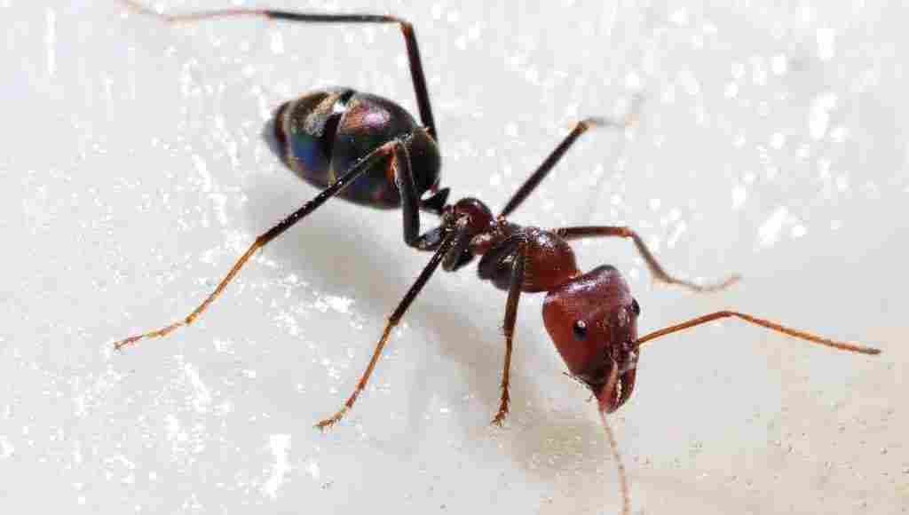 Photo of أهم وصفات طبيعية لمكافحة النمل في الحمام