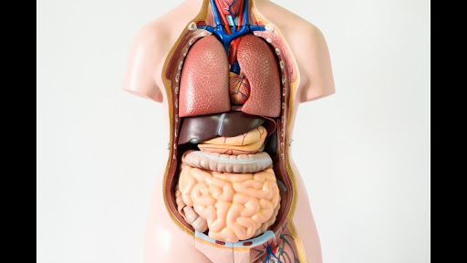 Photo of جسم الانسان من الداخل بالتفصيل