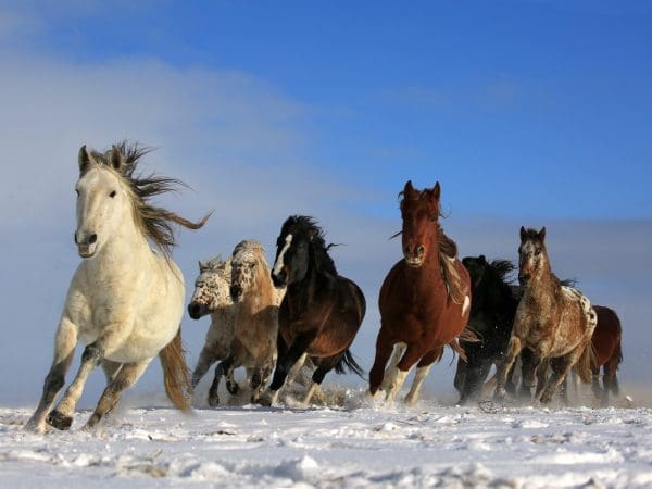 أجمل الصور للخيول العربية الأصيلة