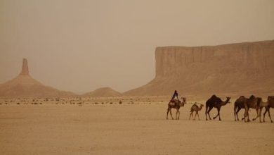 العامري وش يرجع