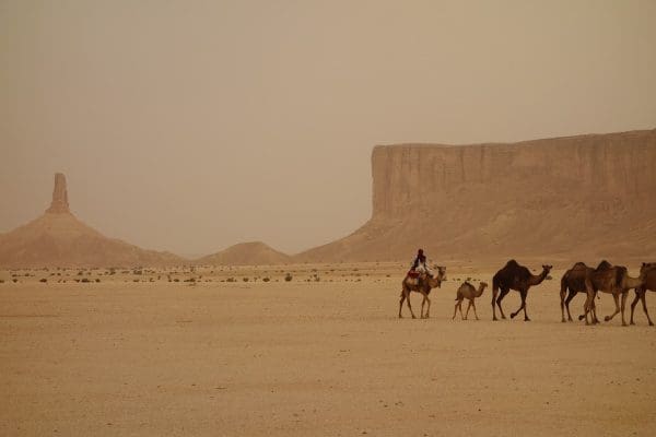 العامري وش يرجع