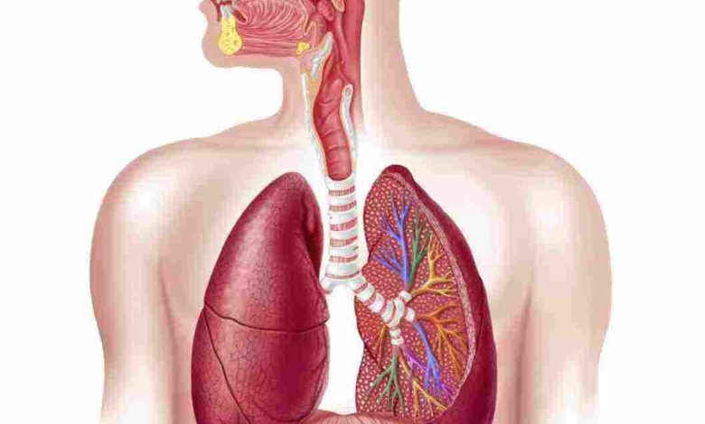 الية التنفس عند الانسان