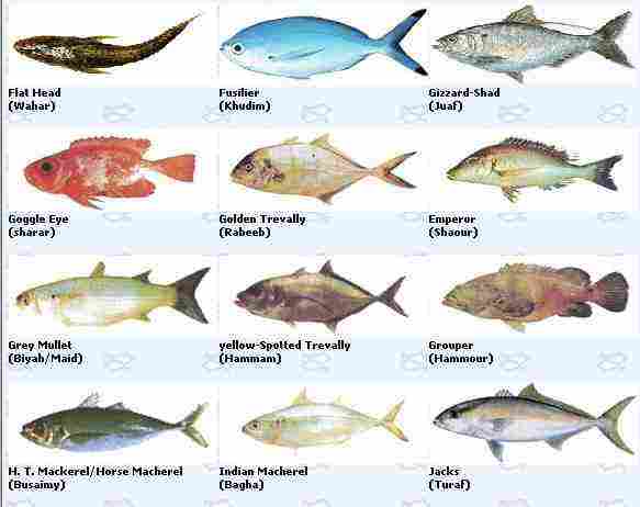 انواع الاسماك في الإمارات واسمائها بالصور