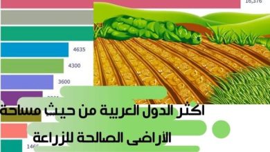 ترتيب الدول العربية من حيث الإنتاج الزراعي 2024