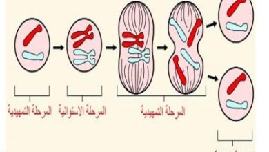 مراحل الانقسام المتساوي في الخلية النباتية