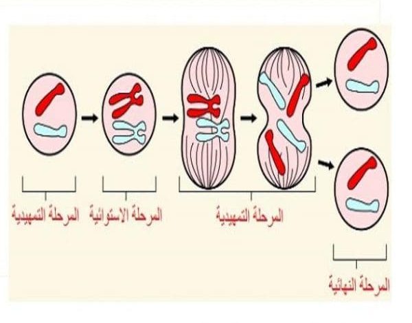 مراحل الانقسام المتساوي في الخلية النباتية