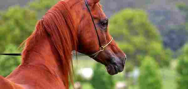 مواصفات الخيل العربي الأصيل