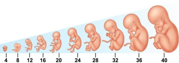 30 أسبوع من الحمل يعني كم شهر