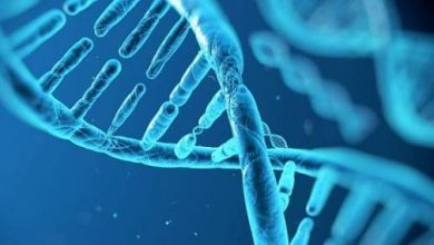 الفرق بين DNA و RNA في جدول