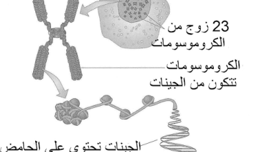 تركيب الخلية الحيوانية