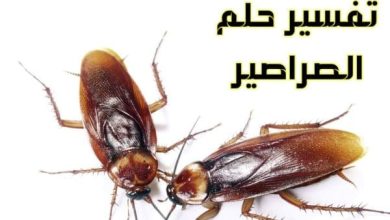 تفسير حلم الصراصير في الحمام في المنام