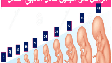 حجم الجنين في الشهر الخامس بالصور