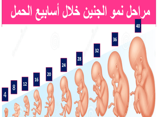 حجم الجنين في الشهر الخامس بالصور