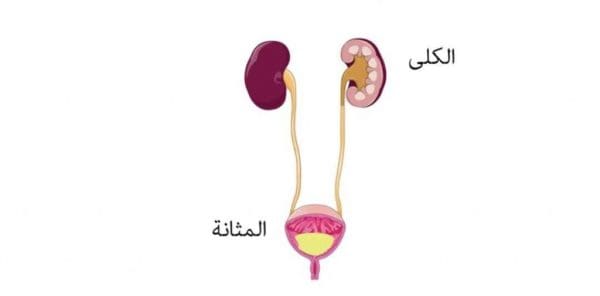 سبب كثرة التبول بعد شرب الماء المرقي