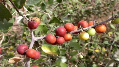 شرب السدر جابر القحطاني