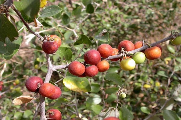 شرب السدر جابر القحطاني