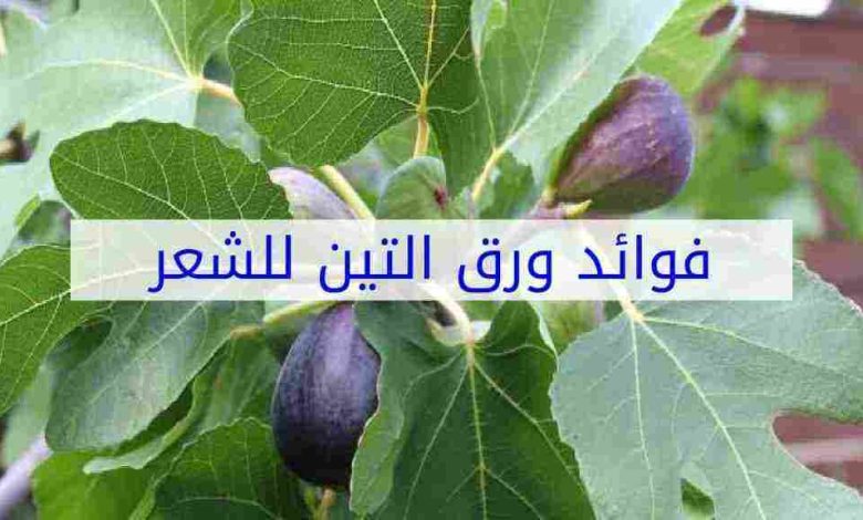 فوائد ورق التين للشعر