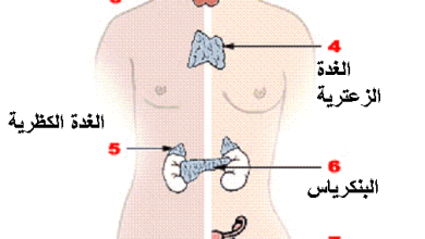 ما المادة الكيميائية التي تفرزها الغدد الصماء ؟