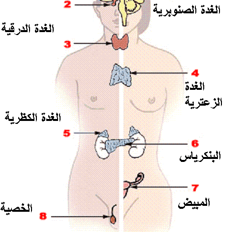 ما المادة الكيميائية التي تفرزها الغدد الصماء ؟