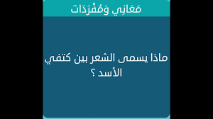 ماذا يسمى الشعر بين كتفي الأسد