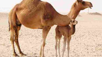 ماذا يسمى صغير الجمل