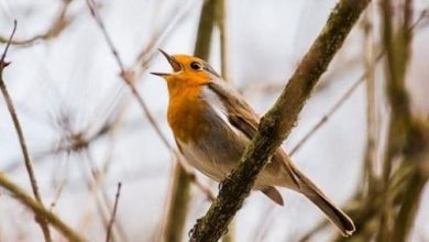 ماذا يسمى صوت العصافير