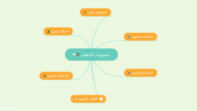 مستويات التنظيم في المخلوقات الحية